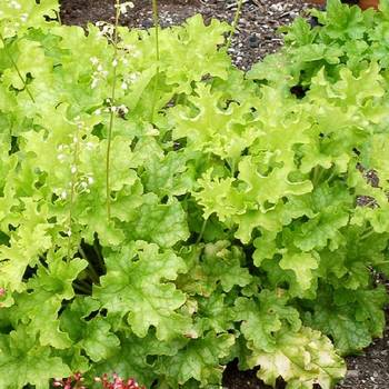 Гейхера Heuchera ‘Lime Ruffles’